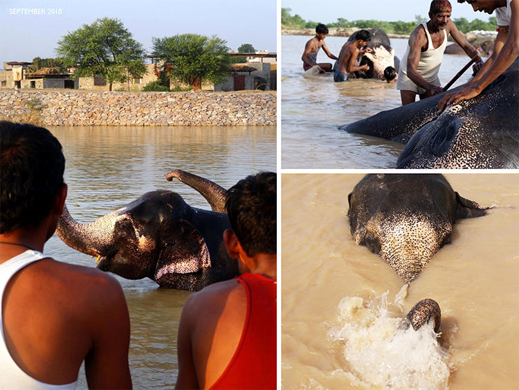Elephants and their keepers at Hathigaon site (photo by RMA Architects)