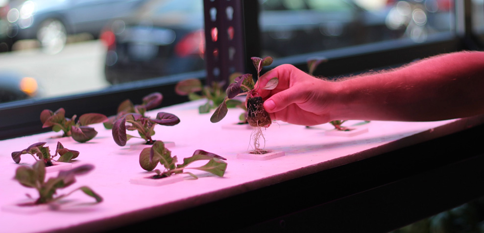 Hydroponic Seedlings